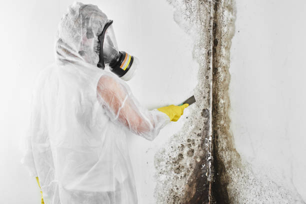 Best Affordable Mold Removal  in Knox, PA
