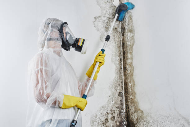 Best Commercial Mold Removal  in Knox, PA