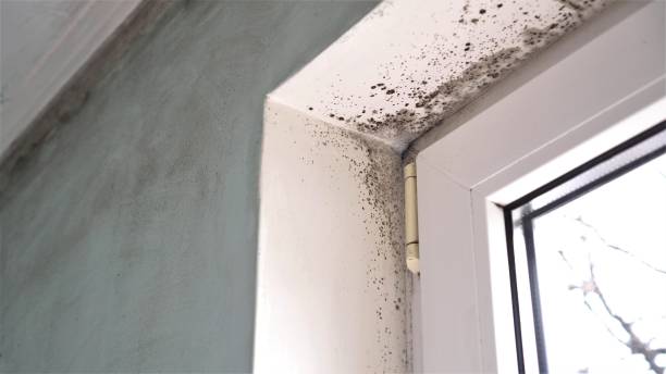Best Same-Day Mold Removal  in Knox, PA
