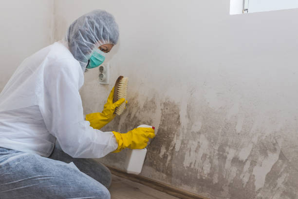 Best Fast Mold Removal  in Knox, PA