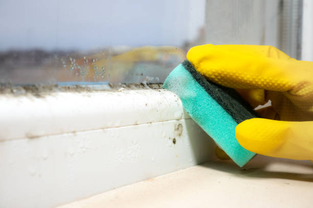 Best Commercial Mold Removal  in Knox, PA