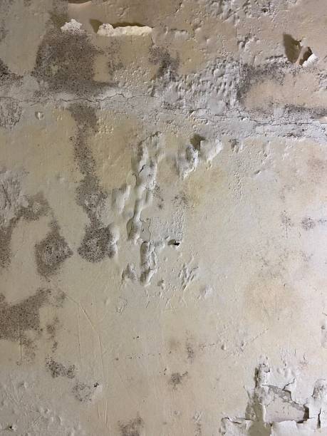 Best Local Mold Removal Service  in Knox, PA