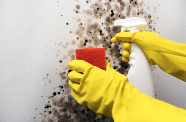 Best Mold Testing  in Knox, PA