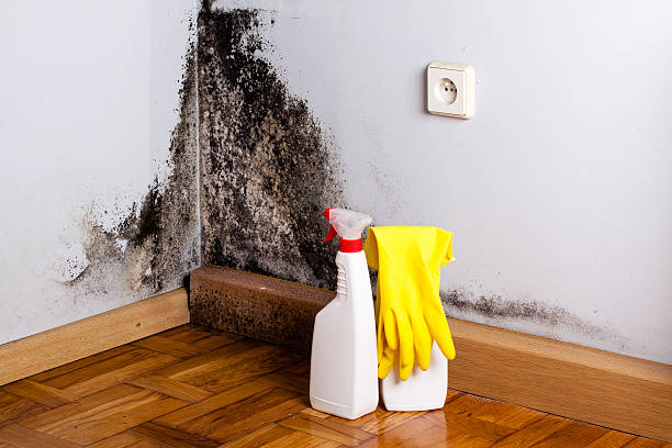 Best Fast Mold Removal  in Knox, PA