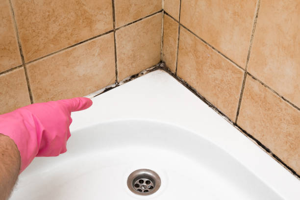 Best Best Mold Removal Companies  in Knox, PA
